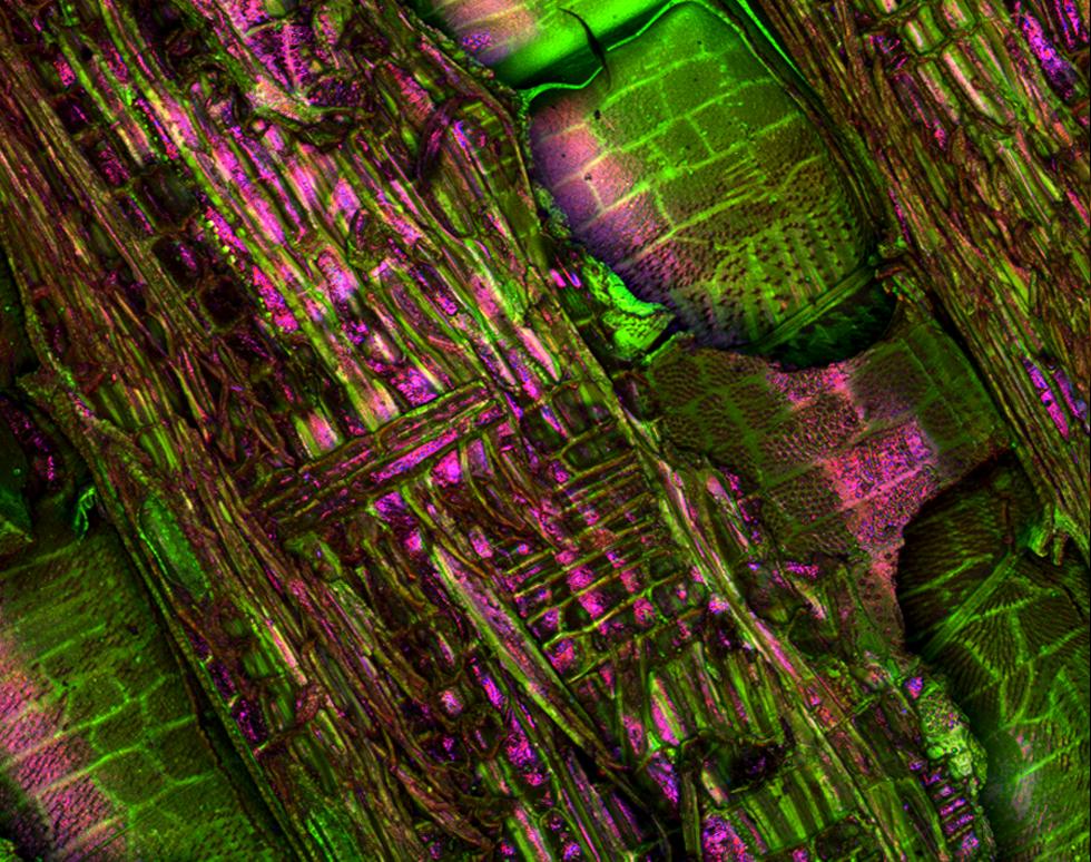 Wood
